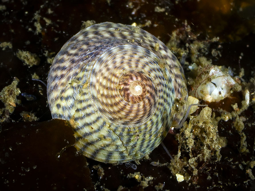Steromphala cineraria